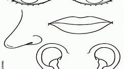 The organs of the senses coloring page printable game