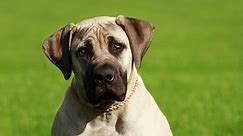 Top 11 Heaviest Dog Breeds