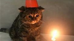 sad birthday cat