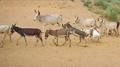 Donkey Mating In Cow Group