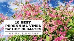 10 BEST PERENNIAL VINES for HOT CLIMATES - Growing in the Garden