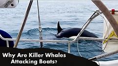 Orca 'Attacks': Why Are Killer Whales Attacking Boats?