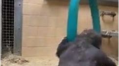 Zoo Atlanta gorillas have fun swinging behind the scenes
