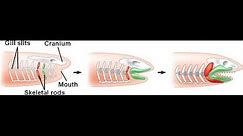 Origin of the Jaw