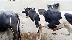 natural animal meeting|cow bull and buffalo|#hybridmating|#cowmeeting