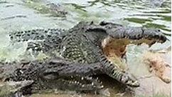 Finding Africa's Biggest Crocodile!