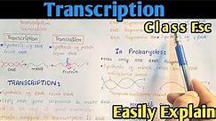 Transcription Process | Gene Expression | From DNA To mRNA | Class 12 Biology
