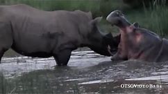 Hippo and Rhino Highlights