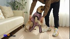 Dog Recovery Suit After Surgery,Dog Surgery Onesie Cone E-Collar Alternatives for Small Large Medium Cats Dogs,Spay Neuter Body Suit Pajamas for Male Female Dogs (S, Rainbow Stripe)