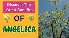 Unlocking the Hidden Power of Angelica Root: Health Benefits Revealed!