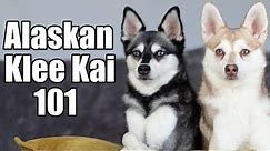 Alaskan Klee Kai 101: Ultimate guide to these mini huskies