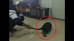 BIGGEST RAT EVER ! Unbelievably Huge Rat Caught In China