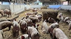 Piggery Business Plan [2024 - Download Free Template]