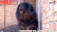 Tibetan mastiff barking/ Mastín Tibetano Ladrando