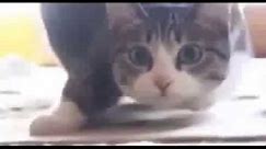 Funny Cat Compilation: 1 Minute Kitties Vol. 1