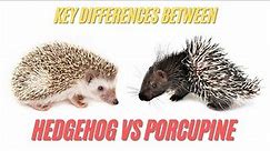 Porcupine vs Hedgehog | Key Differences Between Porcupine and Hedgehog