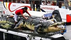 This is The Largest Crocodile in History