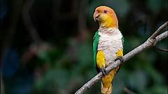 White-bellied Parrot in the Wild - Brazil