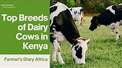 Top Breeds of Dairy cows in Kenya