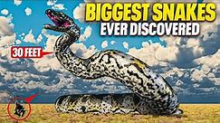 Unveiling the 10 Biggest Snakes Ever 🐍🐍🐍