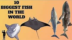 10 Biggest Fish in the World