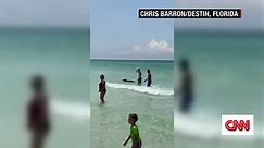 Bear walks out of ocean onto crowded Florida beach