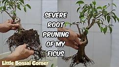 Severe Root Pruning of my Ficus Benjamina