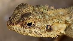 Lizards ~ Reptile Documentary