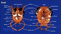 Cockroach : External Morphology