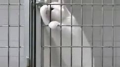 Cute Cats - Smart cats and dogs escape is simple😎🐈🐾