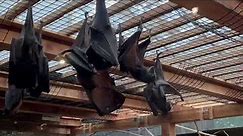 HUGE Flying Fruit Bats Perched at the Columbus Zoo