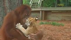 Orangutan and Baby Tigers