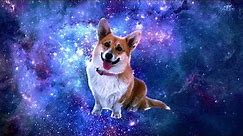 Shooting Stars - Dog Meme Edition