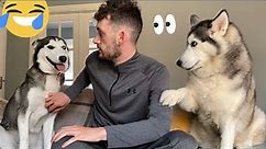 Hilarious Jealous Huskies Fight For Dads Attention! [TRY NOT TO LAUGH!]