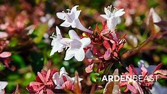 Linnaea × Grandiflora Guide: How to Grow & Care for “Glossy Abelia”