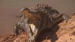 Orinoco Crocodile Protects Her Nest | Deadly 60 | BBC Earth