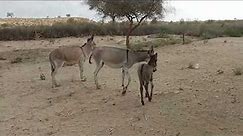 Donkey Breeding|| Donkey mating || Breeding Donkeys: Tips and Techniques for Successful Reproduction