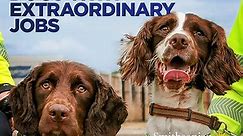 Dogs with Extraordinary Jobs Season 1 Episode 1