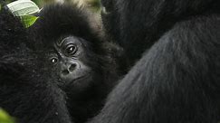 6 rangers killed in mountain gorilla sanctuary