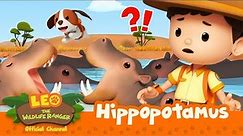 The HIPPOS are HUNGRY! 🦛 | Hippopotamus | Leo the Wildlife Ranger | #compilation