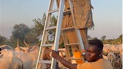 Mundari Cattle Camp South Sudan | Tony Lawrence
