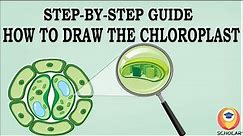 How to Draw a Chloroplast Easily #chloroplasts #chloroplast #science #botany
