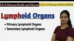 Lymphoid Organs|Primary & Secondary Lymphoid Organs| Human Health and Disease|Class 12 Biology /NEET