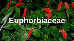 What are Euphorbiaceae?