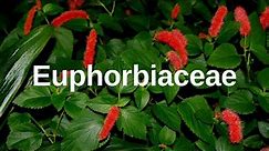 What are Euphorbiaceae?