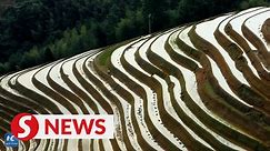 Longji rice terrace adorned with stunning mirror-like water reflections