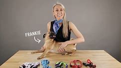 How to Put On the 5 Main Types of Dog Harnesses