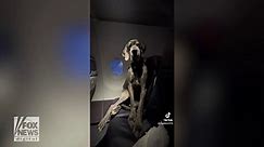 Great Dane takes a plane ride: See how one dog traveled in style