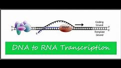 How to make Proteins: DNA to mRNA to Protein | Concepts of Biology (English Reading Only)