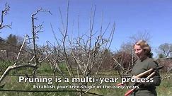 Pruning Apple Trees: How and When For Both Old And Young Trees